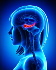 Hippocampus shown in red Credit: pankajstock123/Fotolia.com